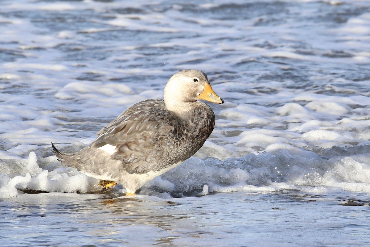 White-headed Steamer-Duck - Andrew Eppedio