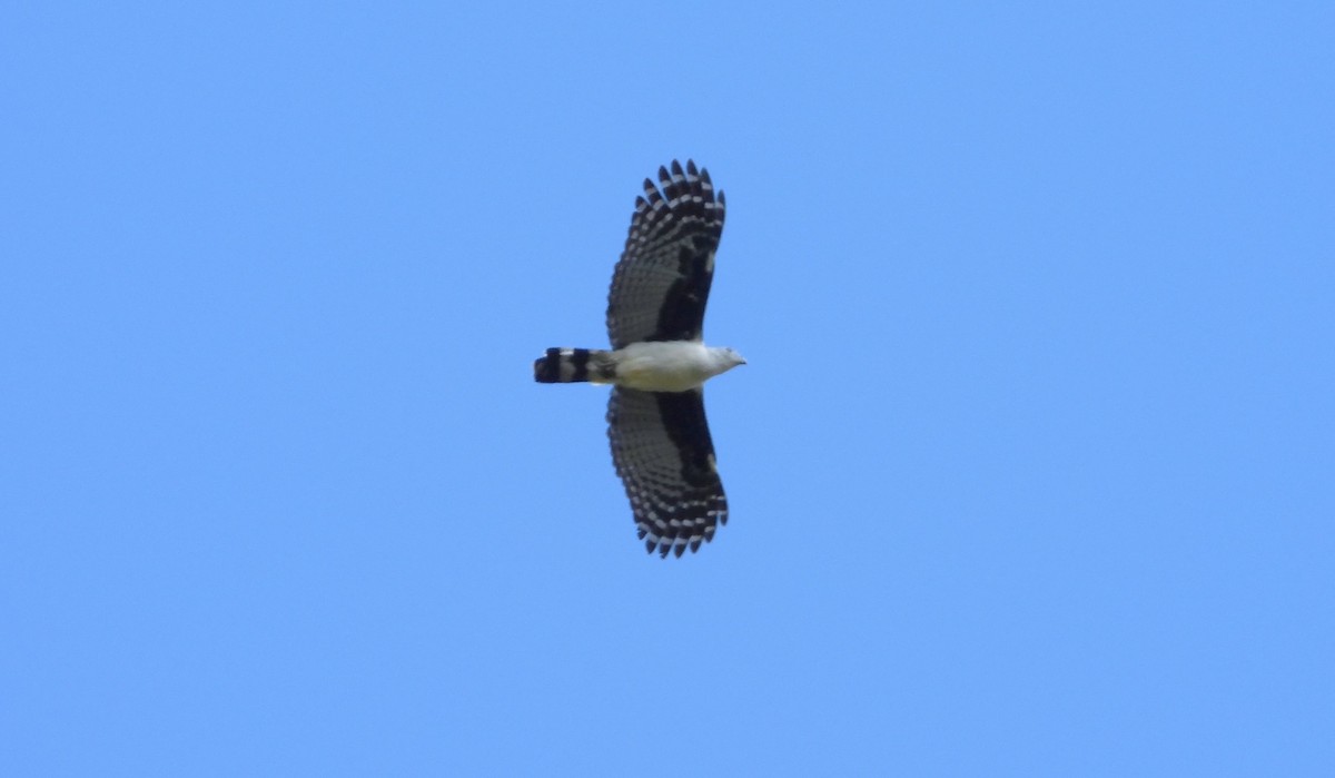 Gray-headed Kite - ML614290487