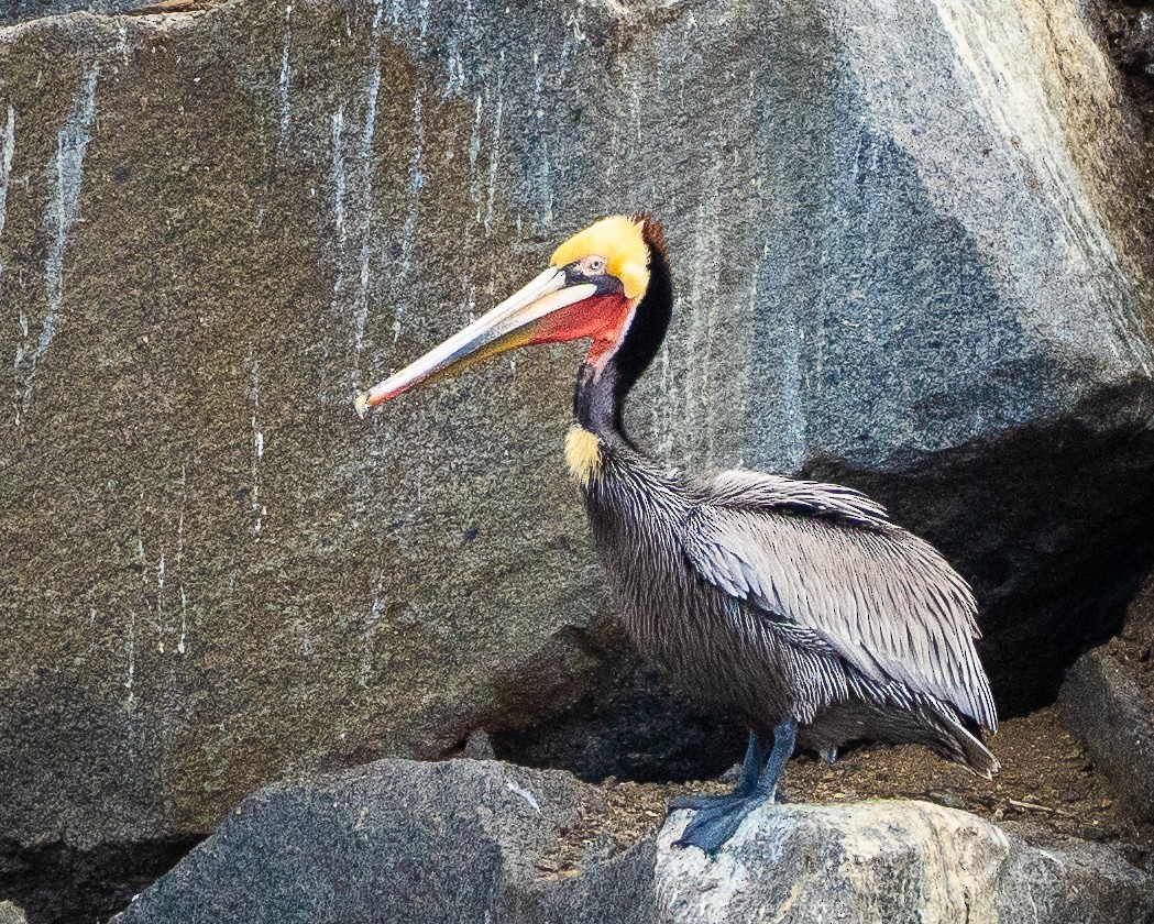 Brown Pelican - ML614290555