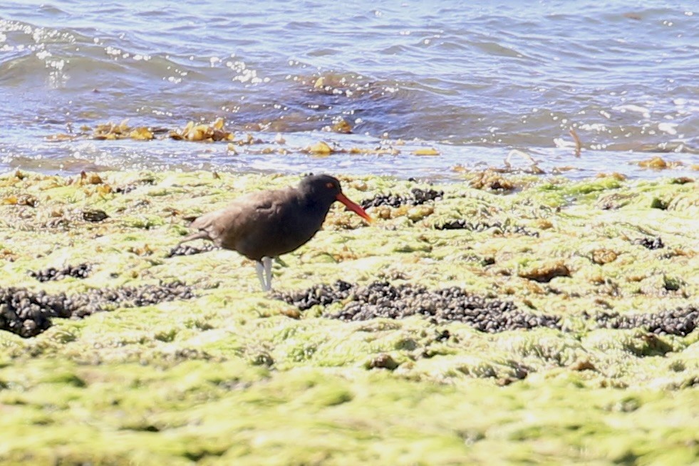 Blackish Oystercatcher - ML614290623