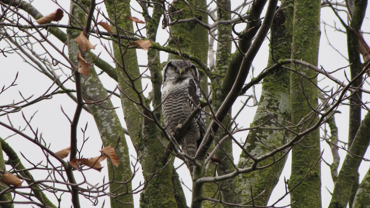 Northern Hawk Owl (American) - Quentin Brown