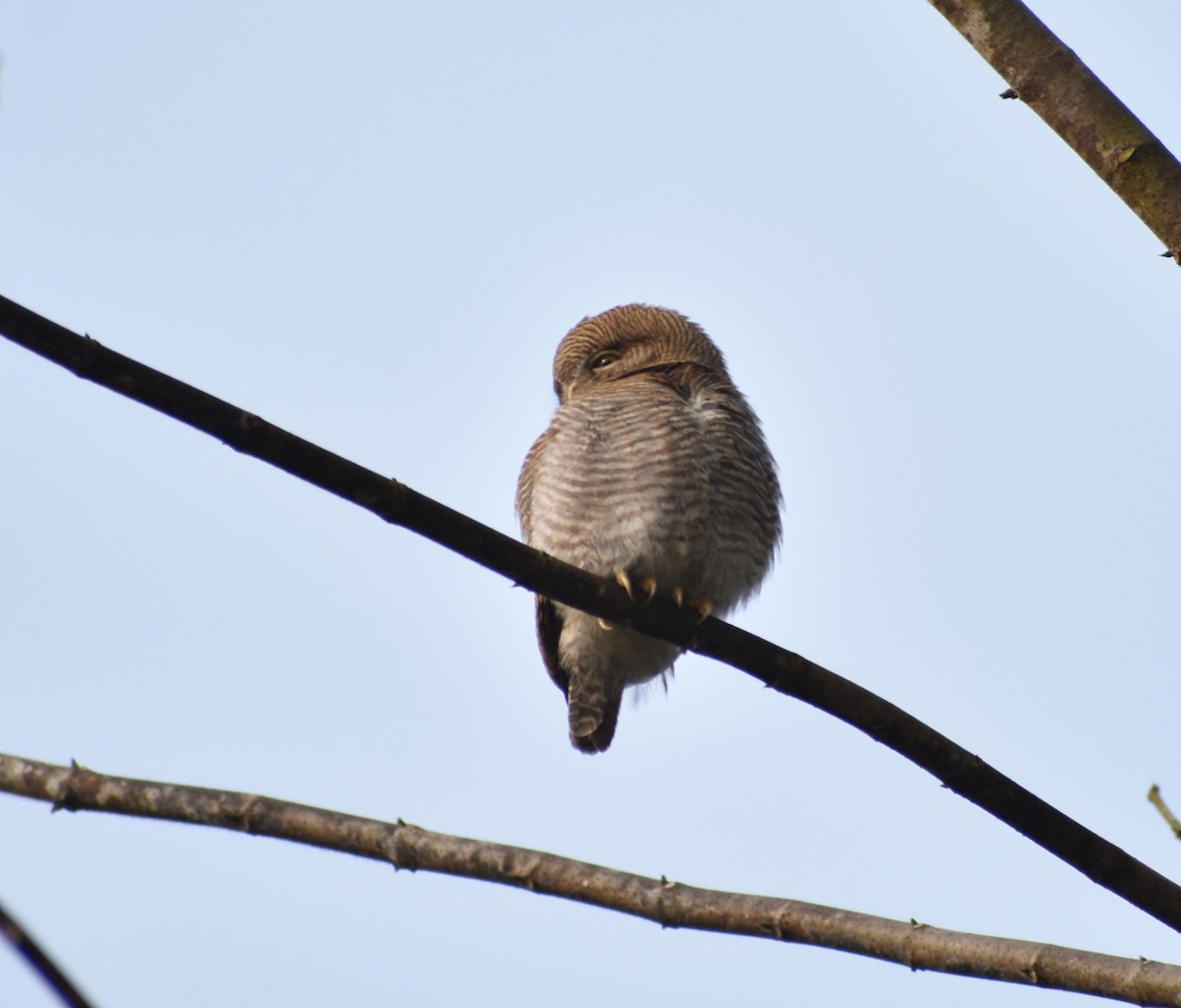 Jungle Owlet - Shriya  Auradkar