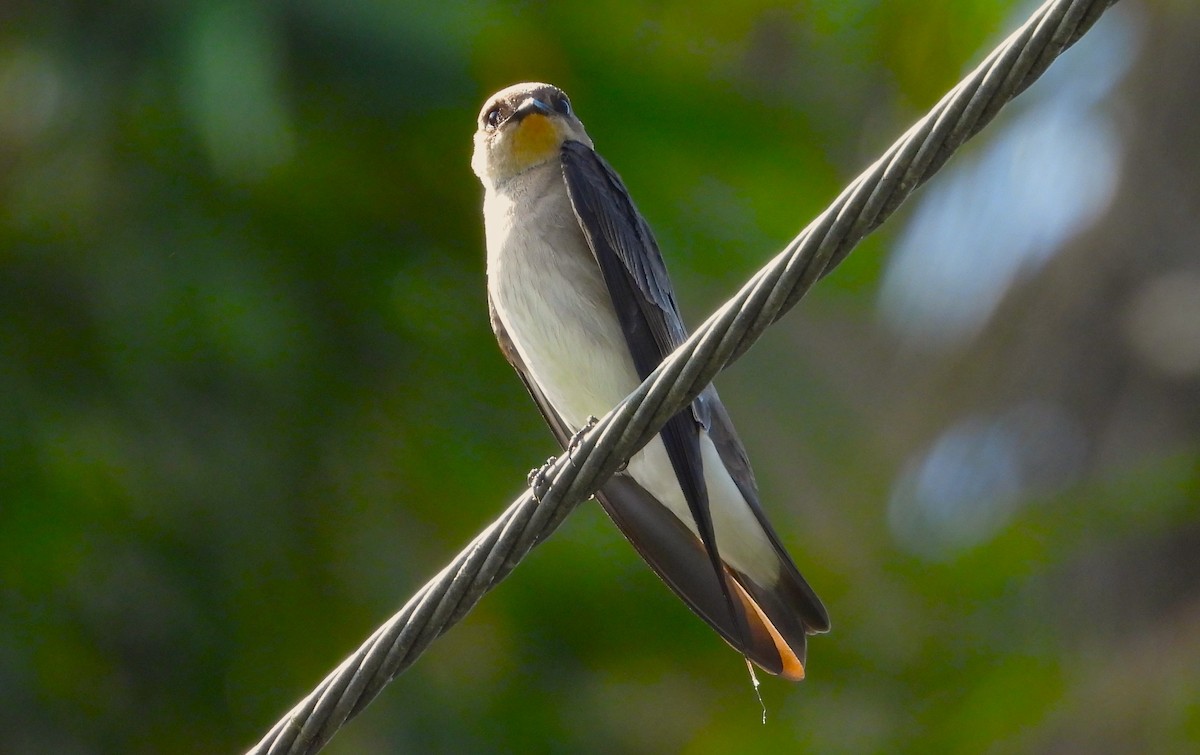 Southern Rough-winged Swallow - ML614290786