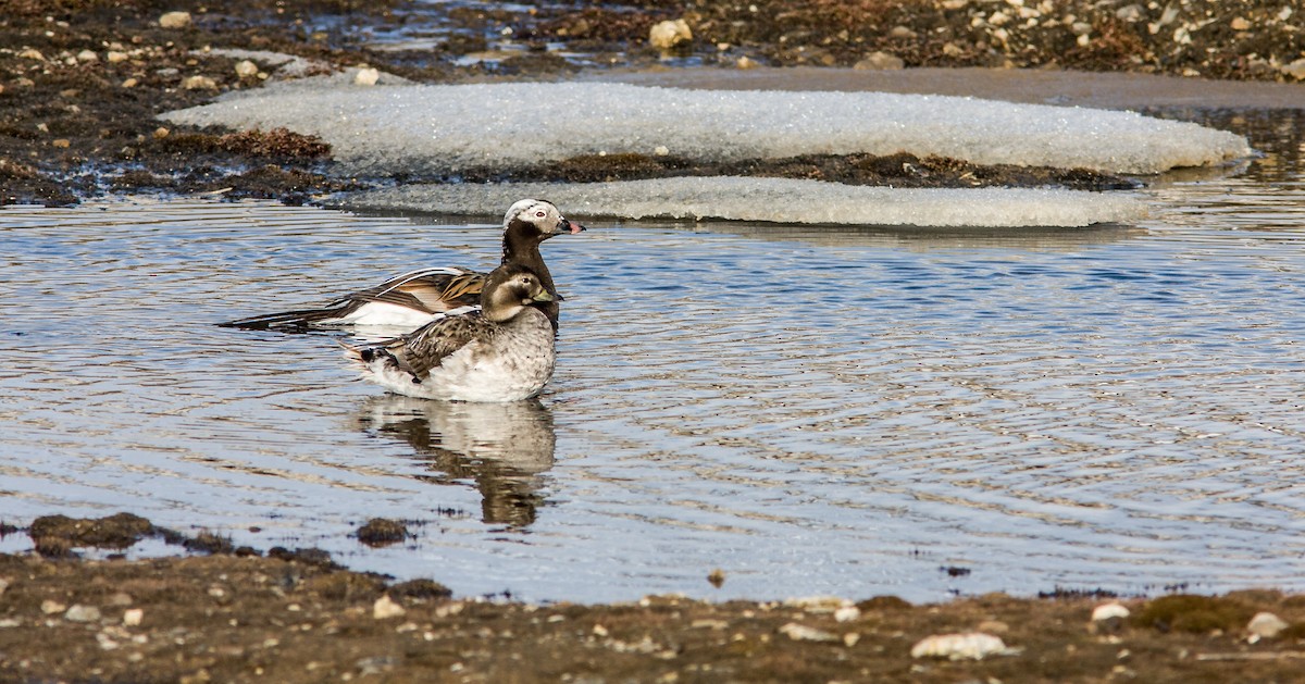 コオリガモ - ML614290829