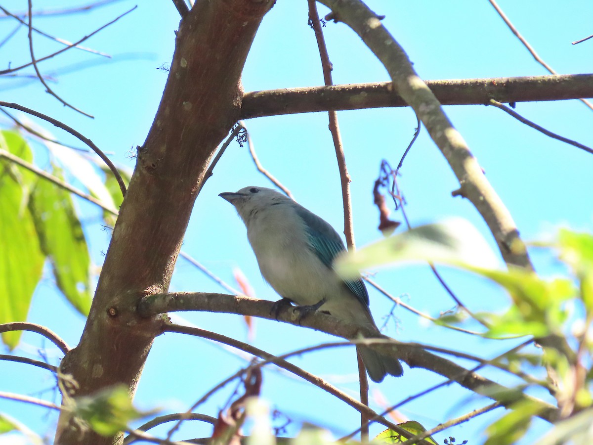 Blue-gray Tanager - Joyce Brady