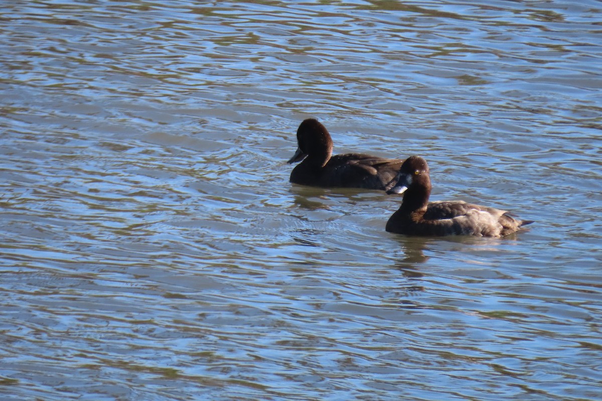 Lesser Scaup - ML614290881