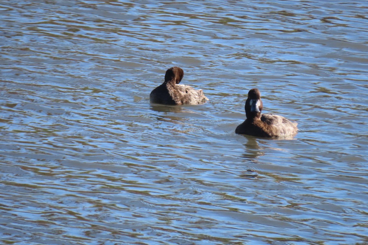 Lesser Scaup - ML614290895