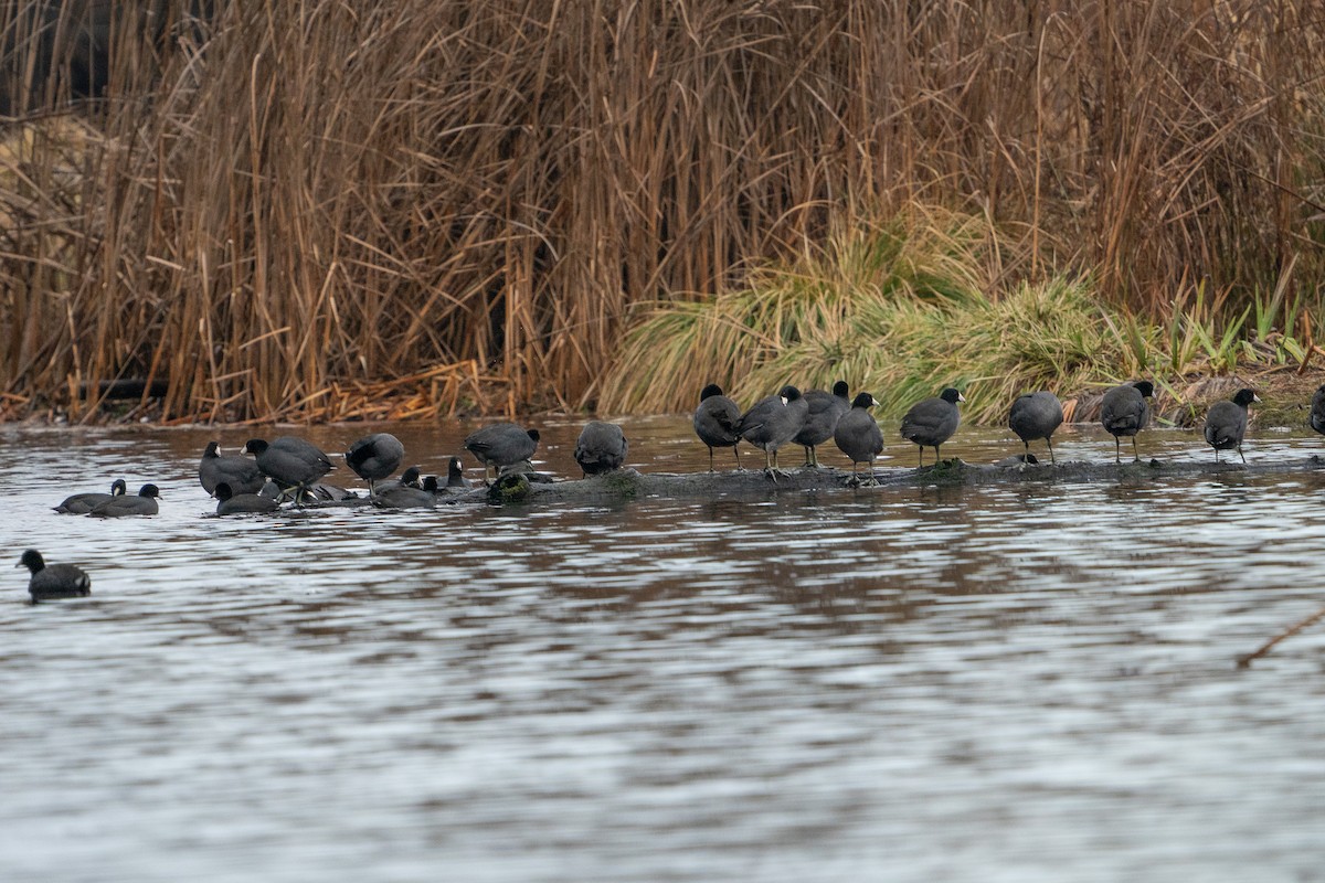 American Coot - ML614290923