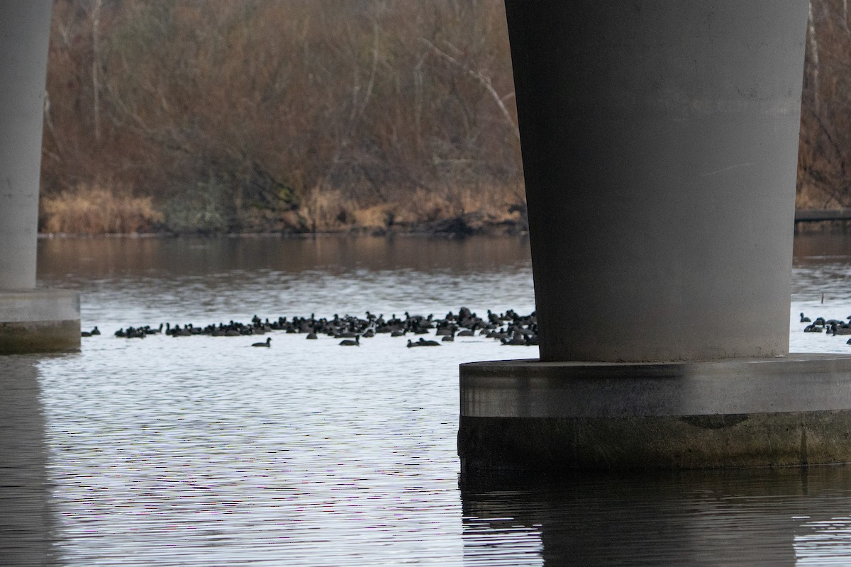 American Coot - ML614290935