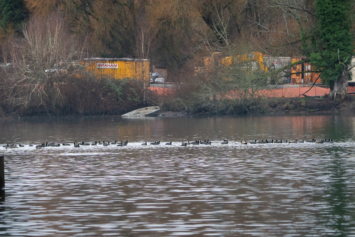 American Coot - ML614290936