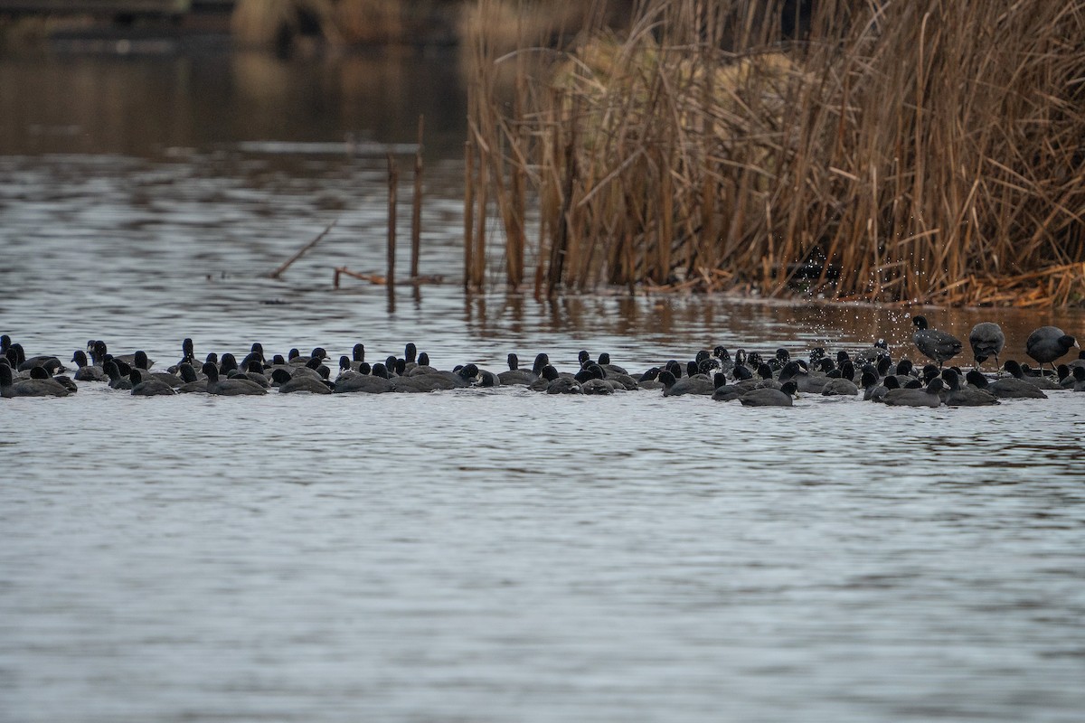 American Coot - ML614290937