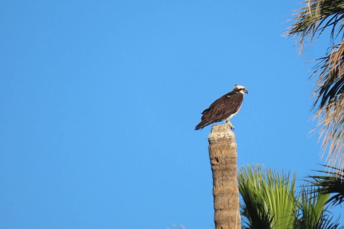 Águila Pescadora - ML614290943