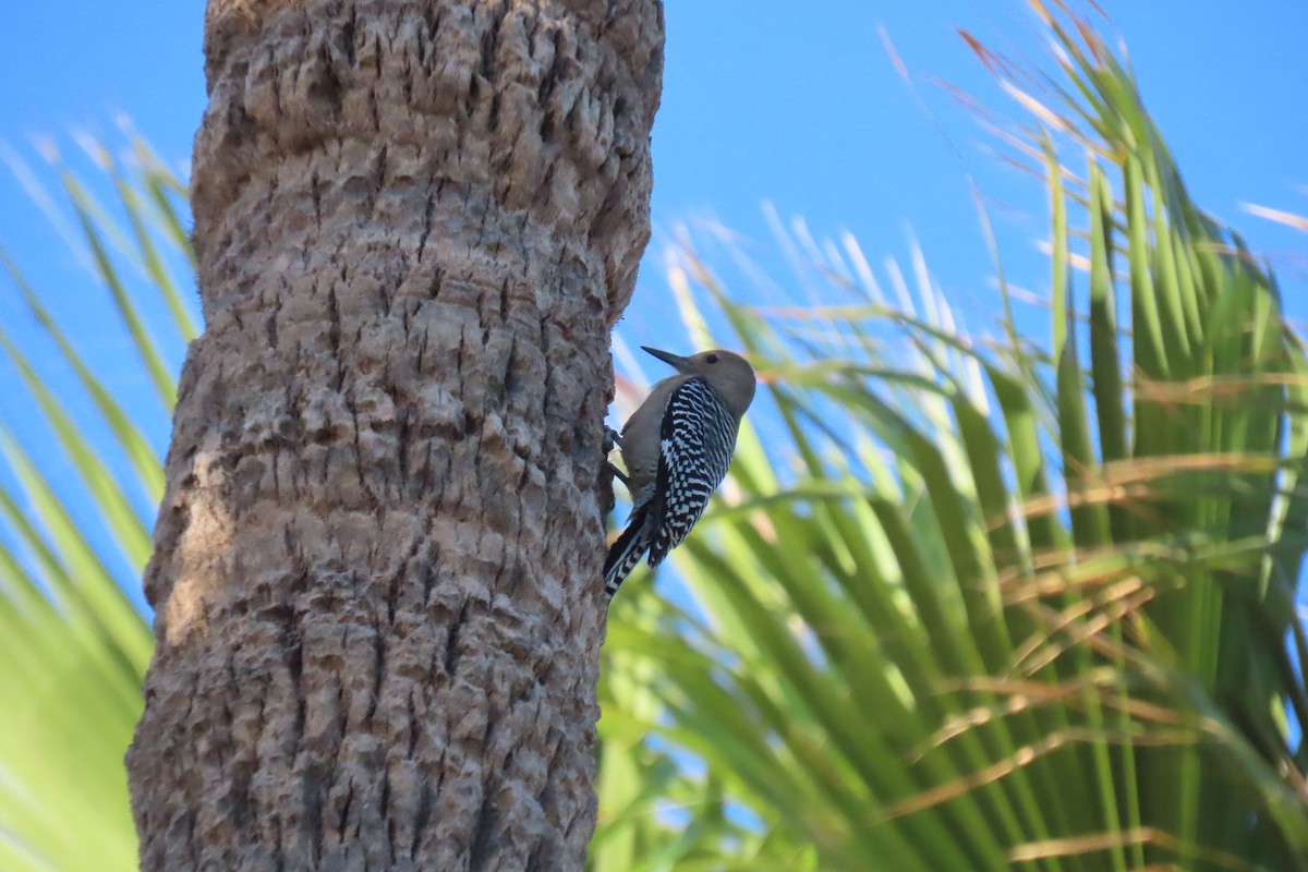 Gila Woodpecker - ML614290946