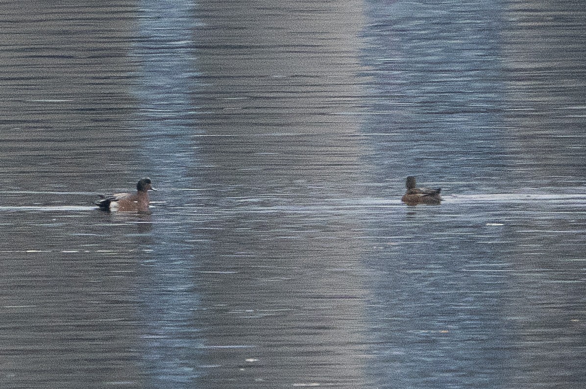 Gadwall - Keith Lea