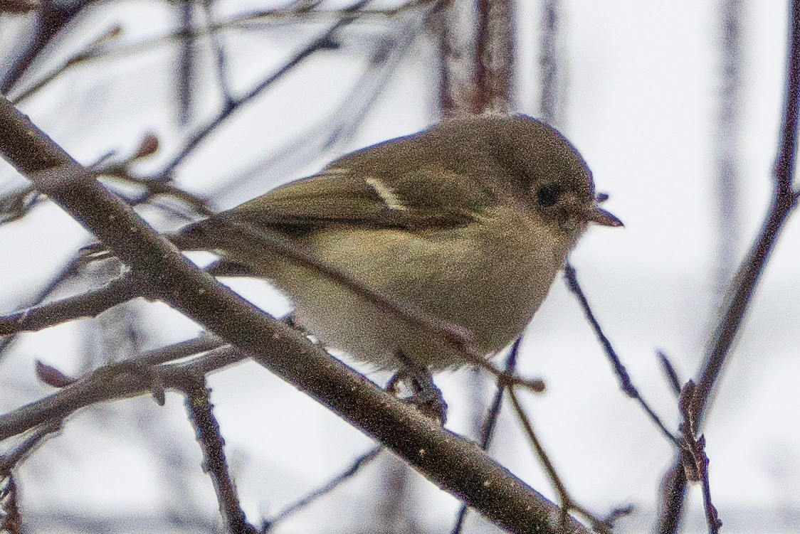 Vireo de Hutton - ML614290961