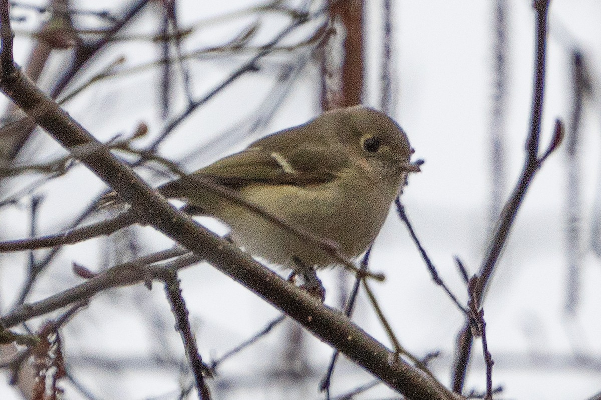 Vireo de Hutton - ML614290962