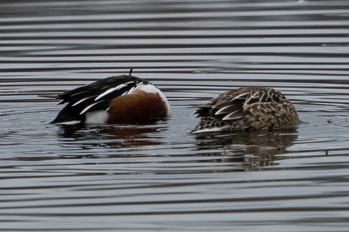 Northern Shoveler - ML614290965