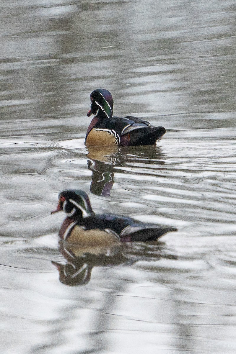 Wood Duck - ML614290966