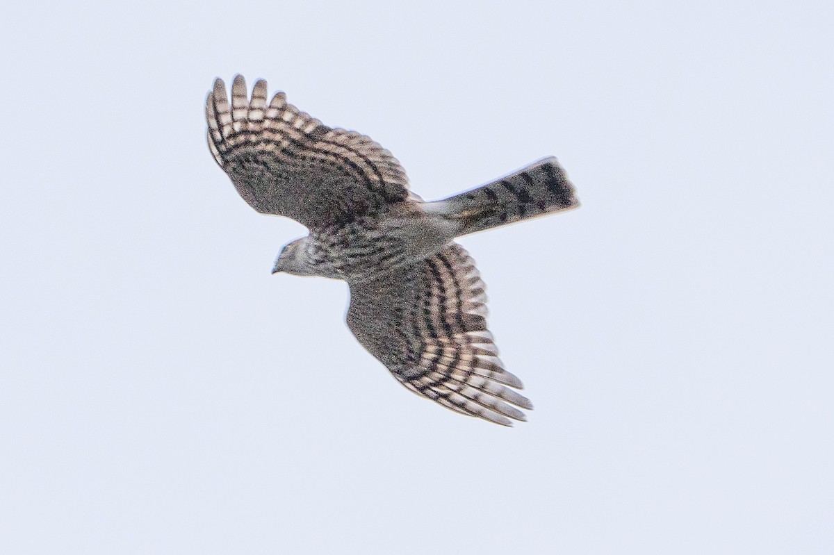 Sharp-shinned Hawk - Keith Lea