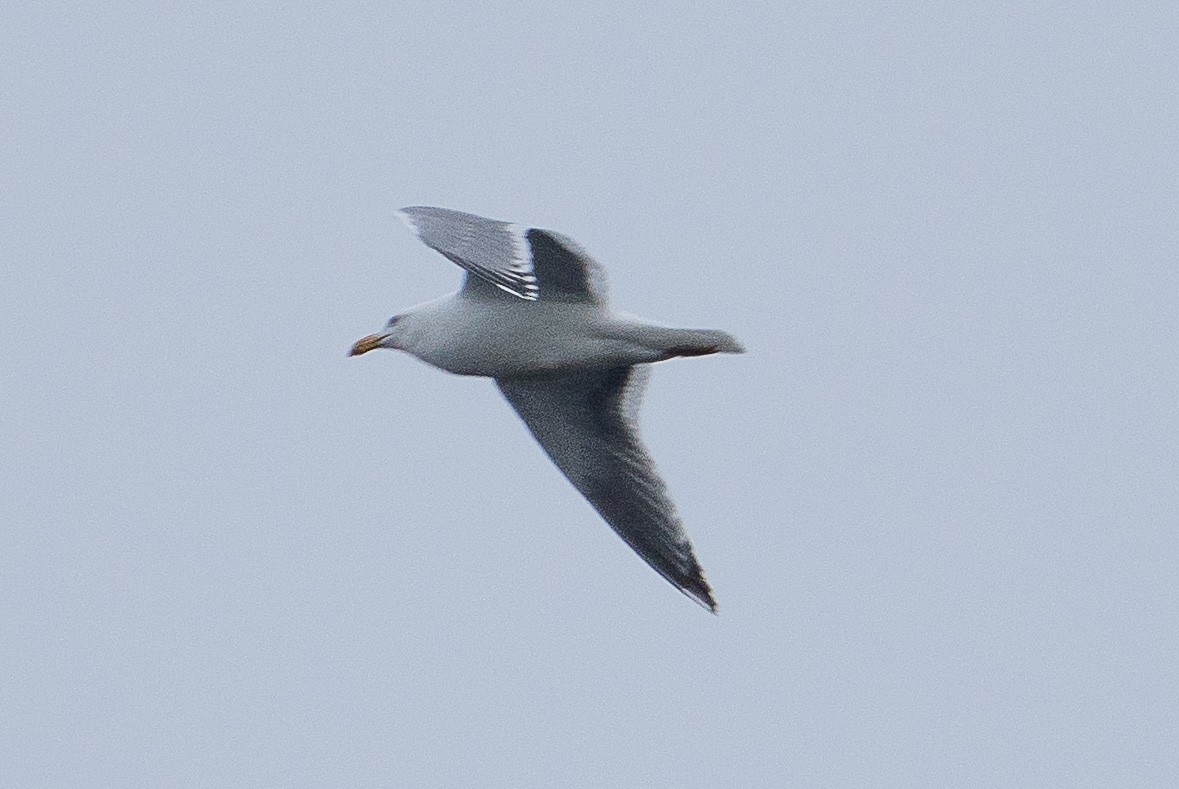 Gaviota (Larus) sp. - ML614290977