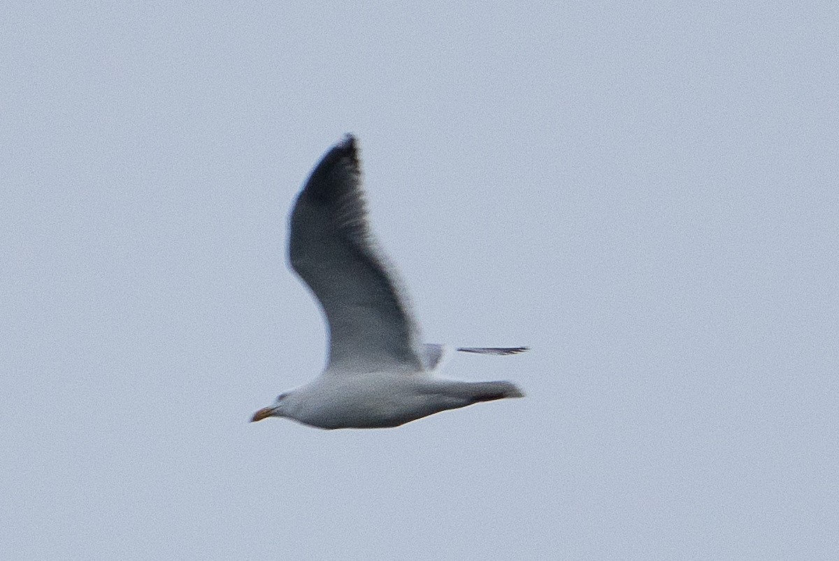 Gaviota (Larus) sp. - ML614290978