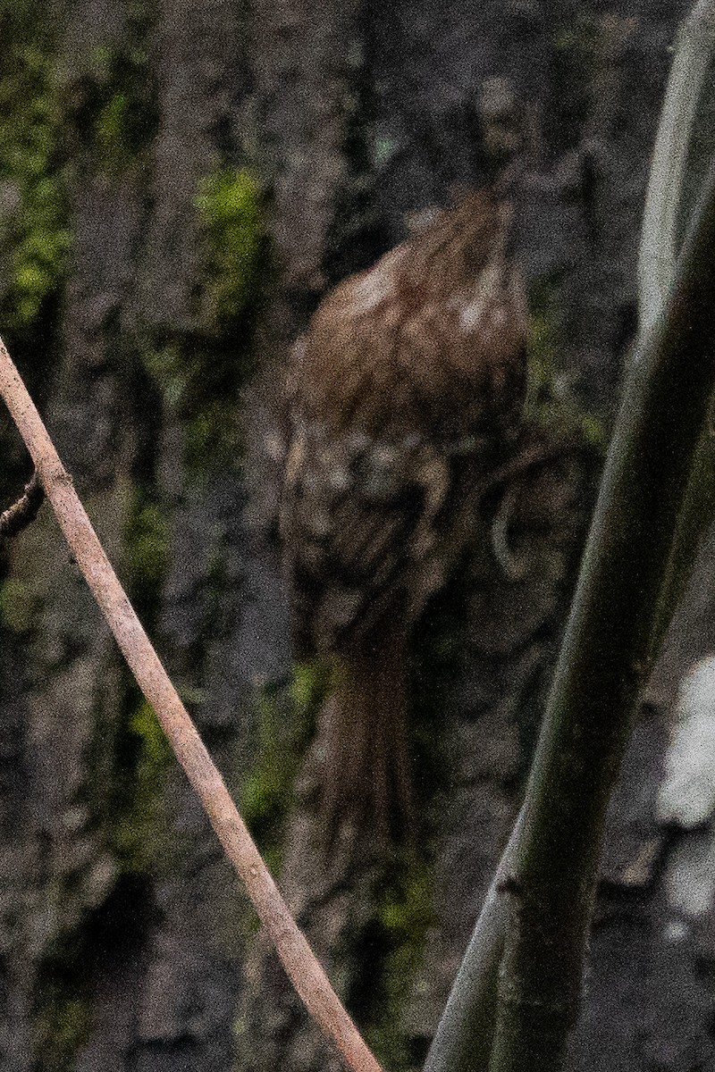 Brown Creeper - ML614290981