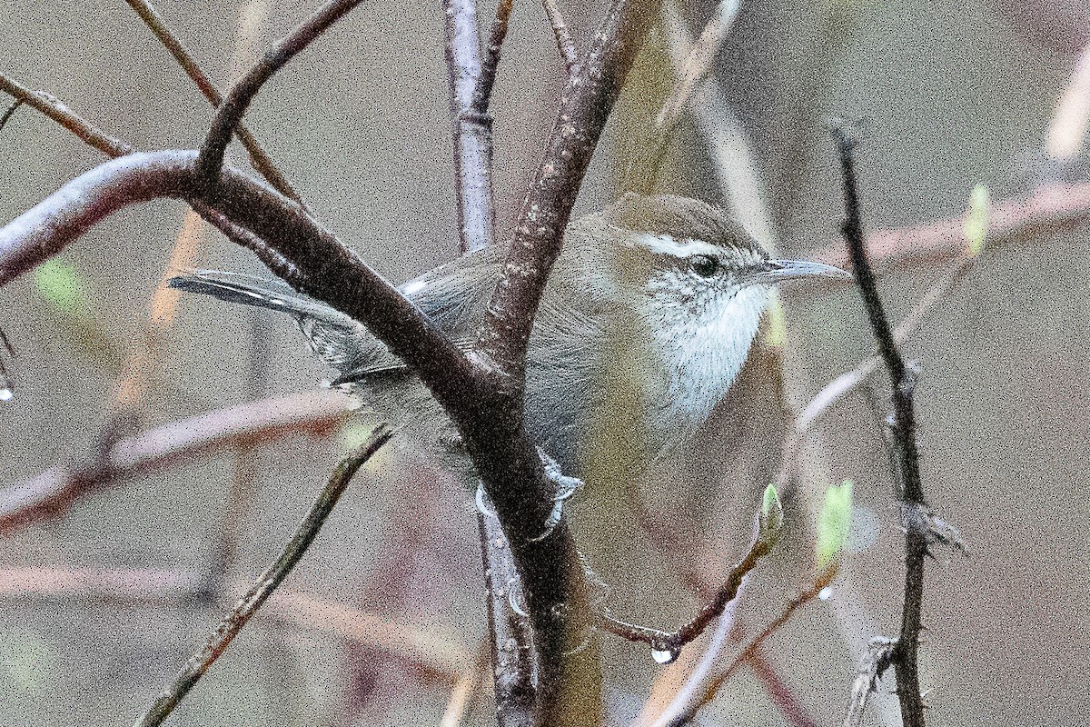 Bewick's Wren - ML614290987