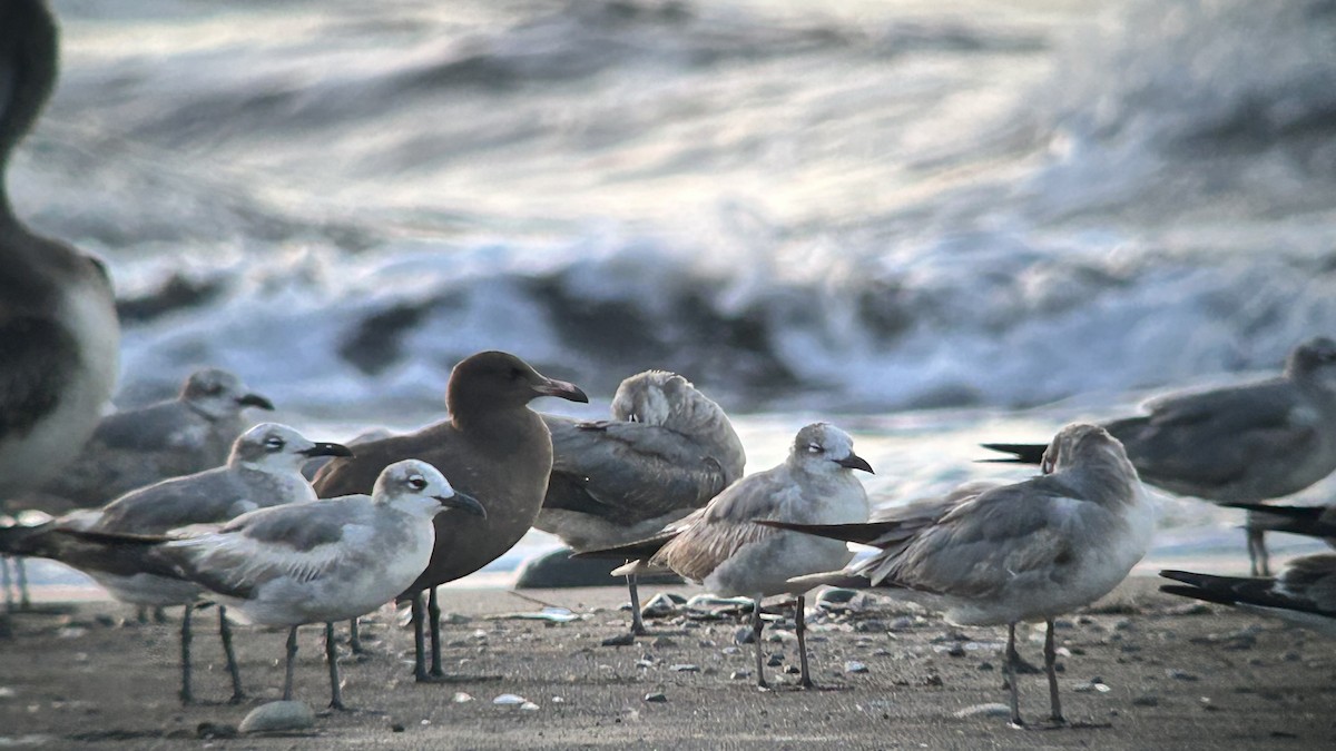 racek mexický - ML614291027