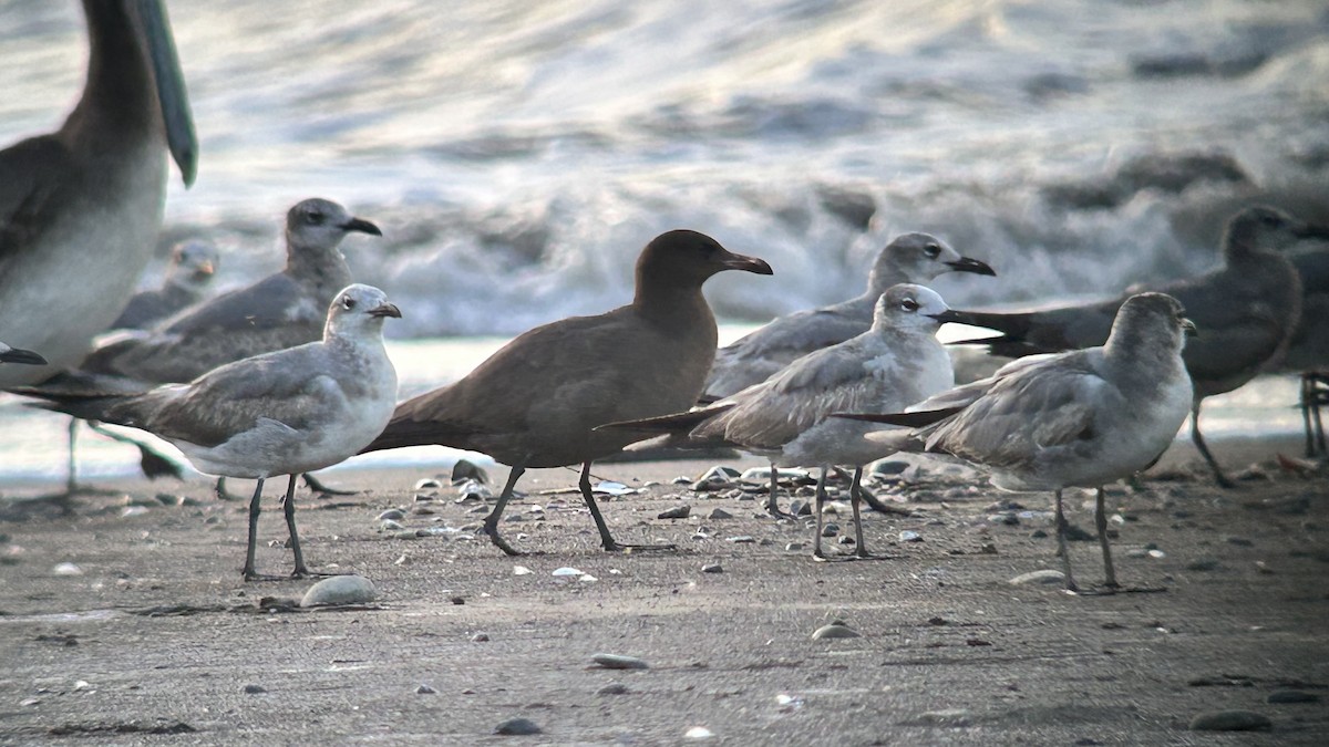 Heermann's Gull - ML614291028