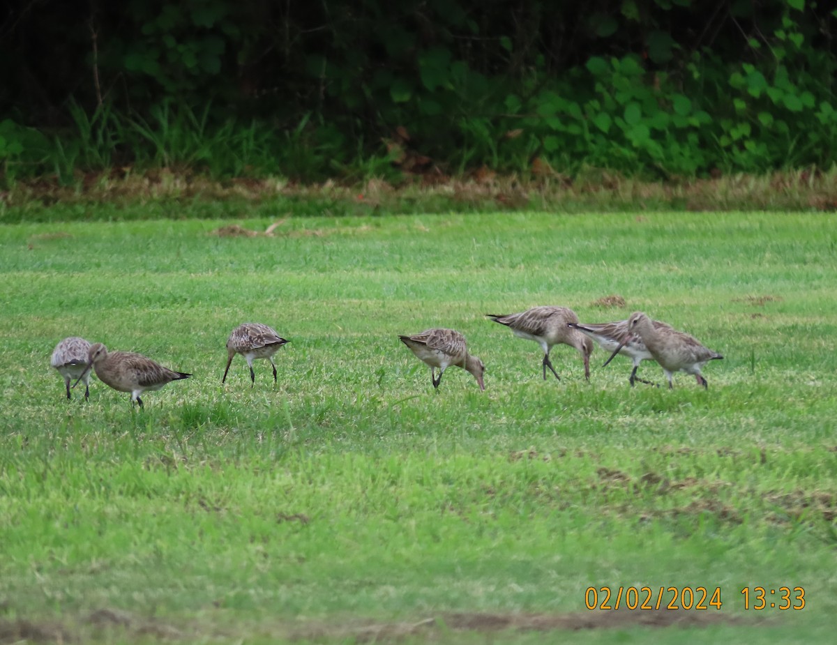 Bar-tailed Godwit - Norton Gill