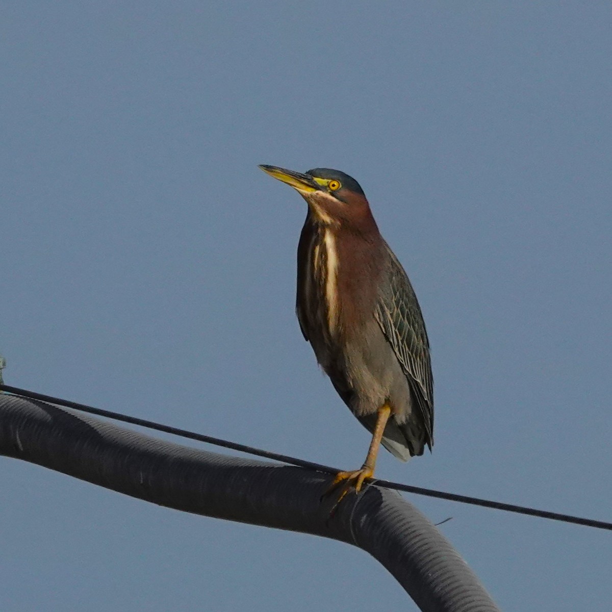 Green Heron - ML614291048