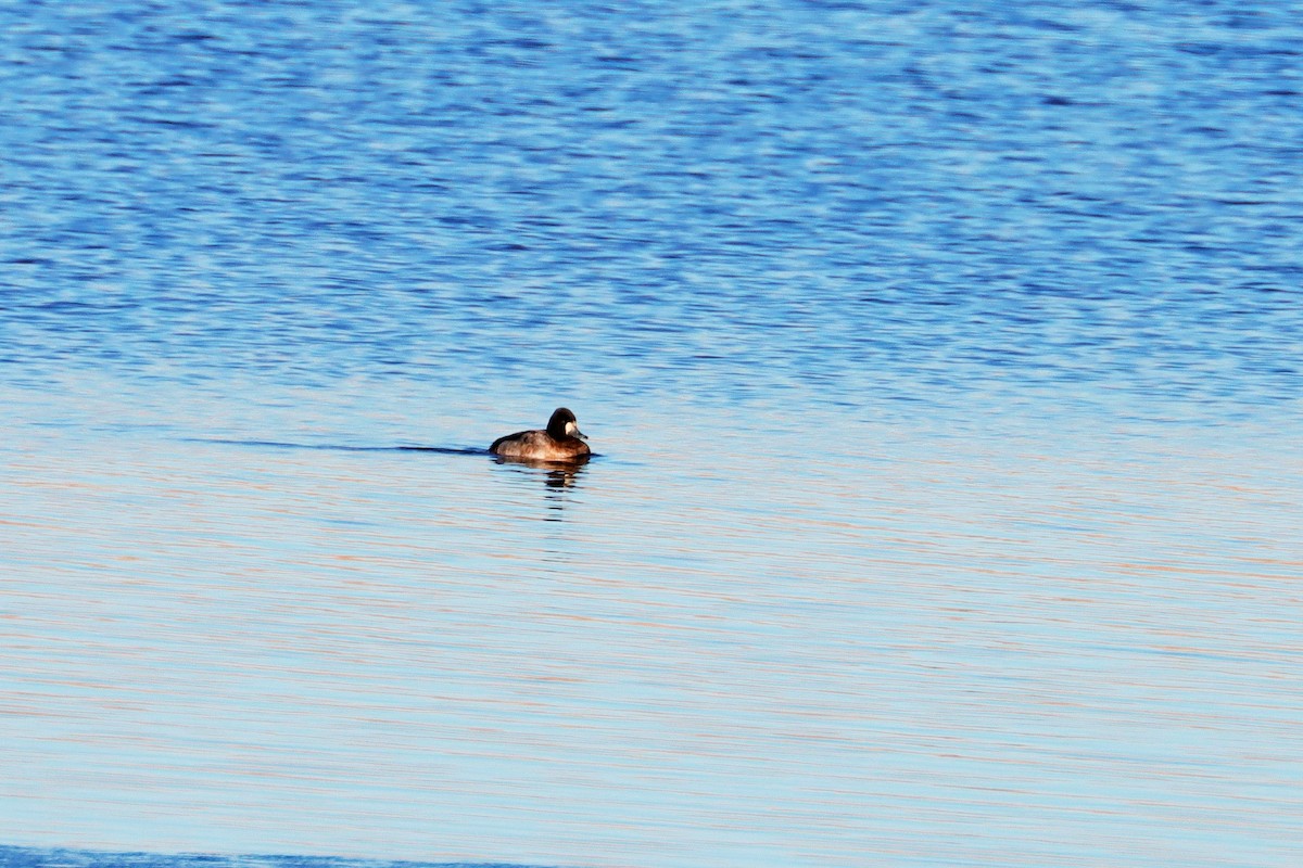 Lesser Scaup - ML614291119