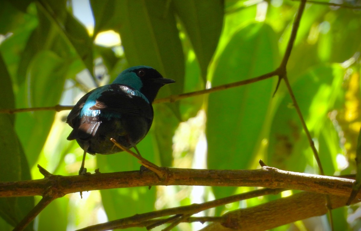 Scarlet-thighed Dacnis - ML614291164