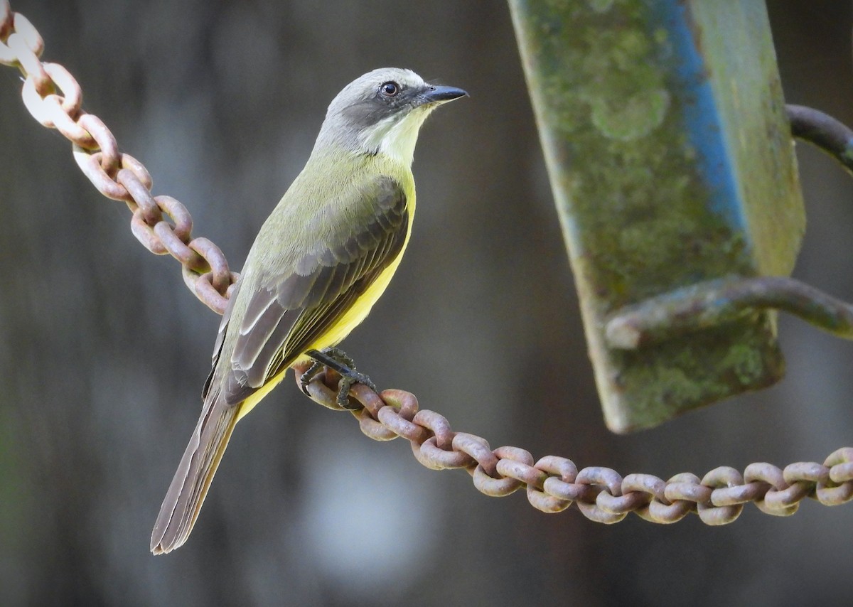 Gray-capped Flycatcher - Valentina Roumi