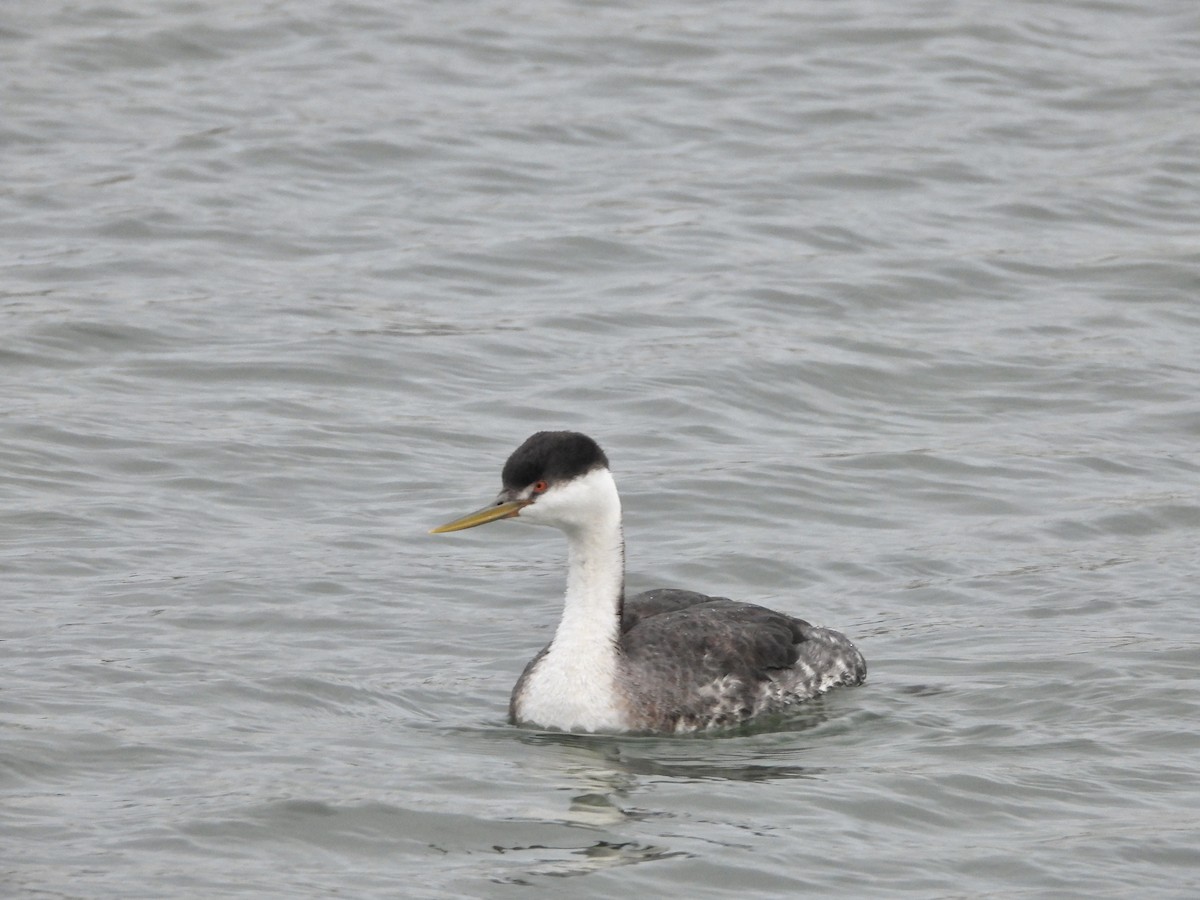 Western x Clark's Grebe (hybrid) - ML614291214