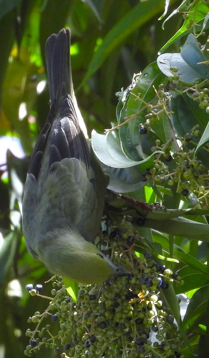 Palm Tanager - ML614291226