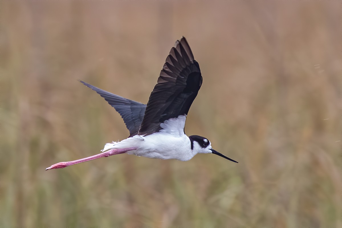 Black-necked Stilt (Black-necked) - ML614291232