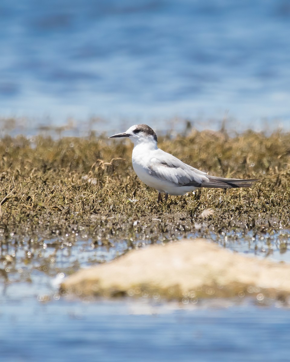 Common Tern - Hernán Rojo