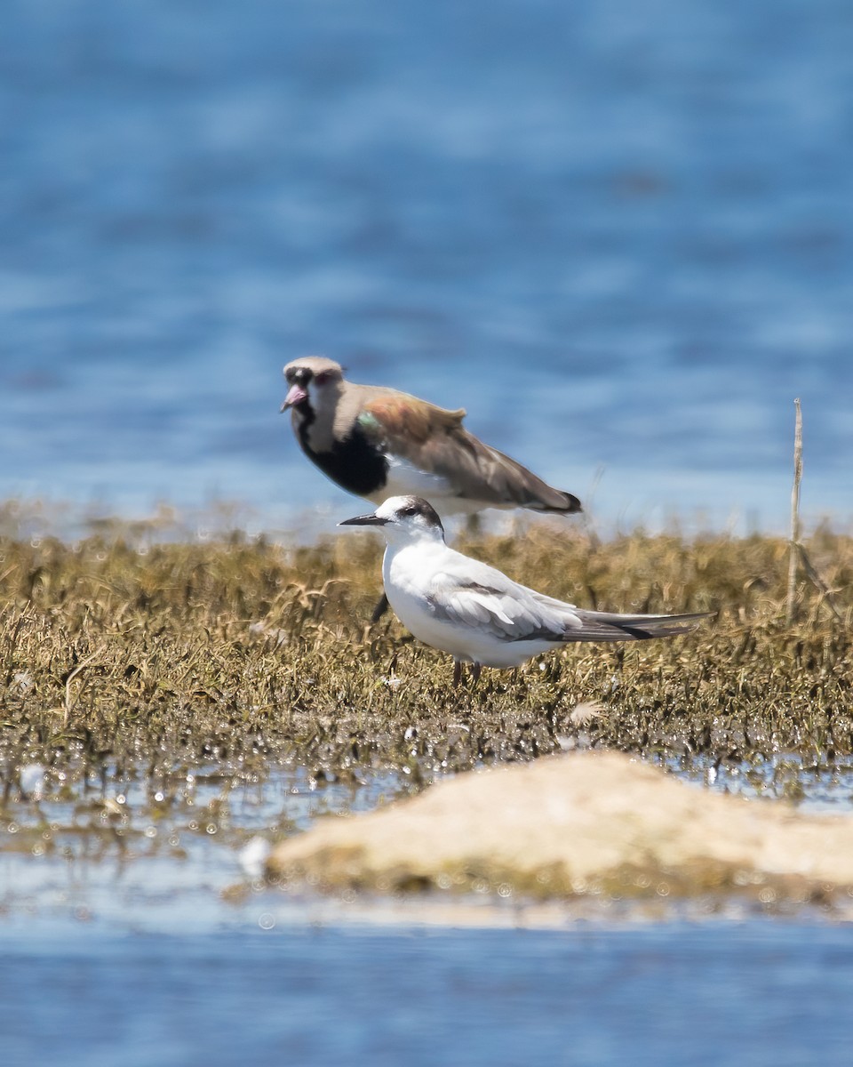 Common Tern - Hernán Rojo