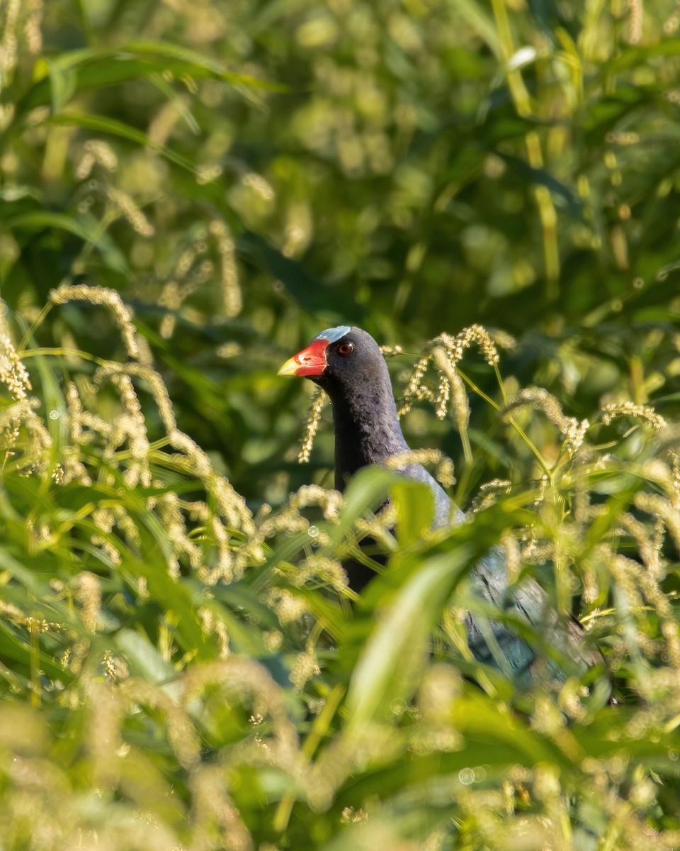 Purple Gallinule - ML614291298