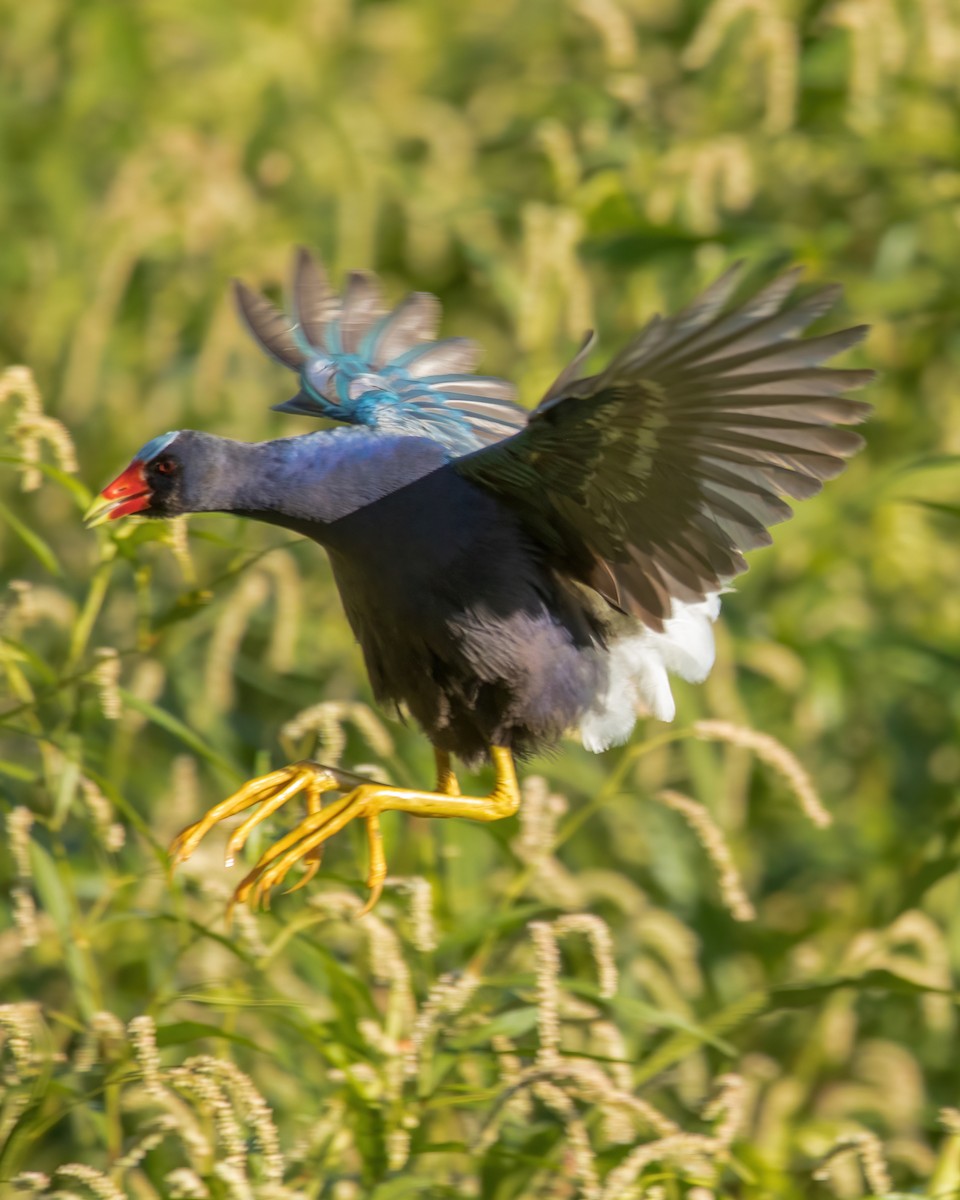 Purple Gallinule - Hernán Rojo