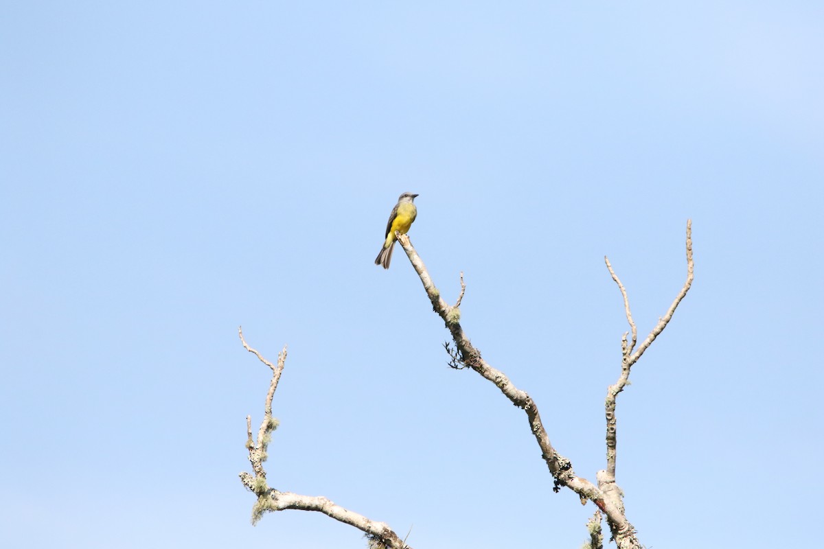 Tropical Kingbird - ML614291311