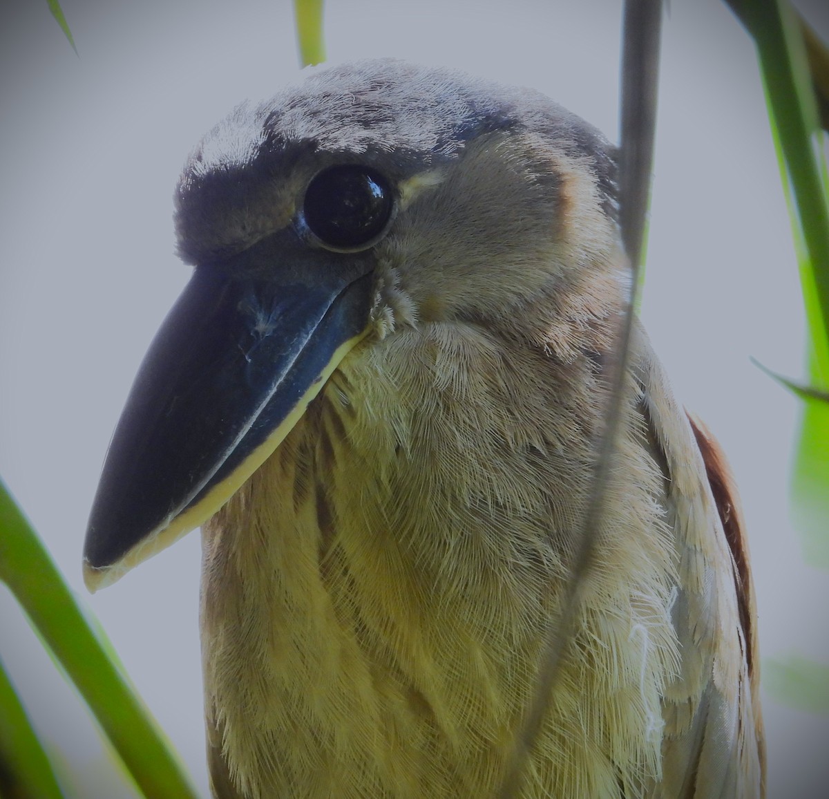 Boat-billed Heron - ML614291331