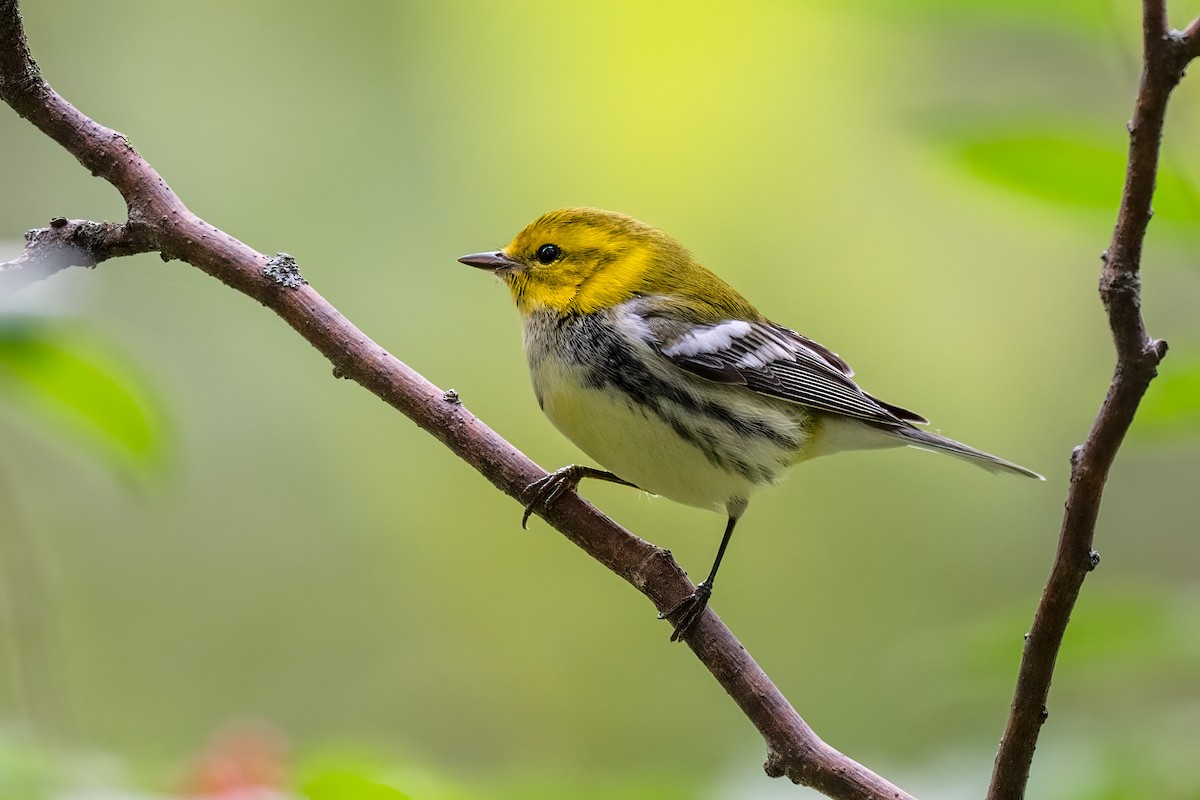 Black-throated Green Warbler - Peter F