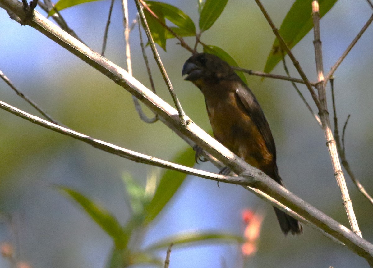 Chestnut-bellied Seed-Finch - ML614291367