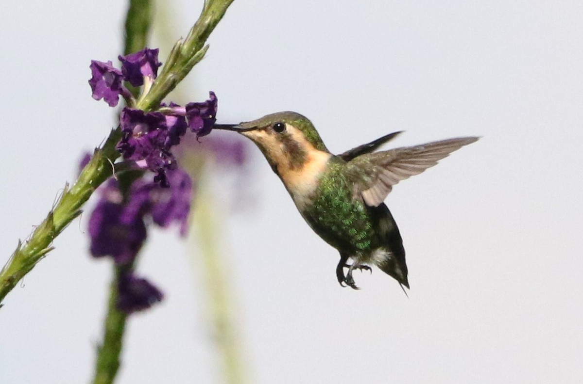 Colibrí Abejorro - ML614291399