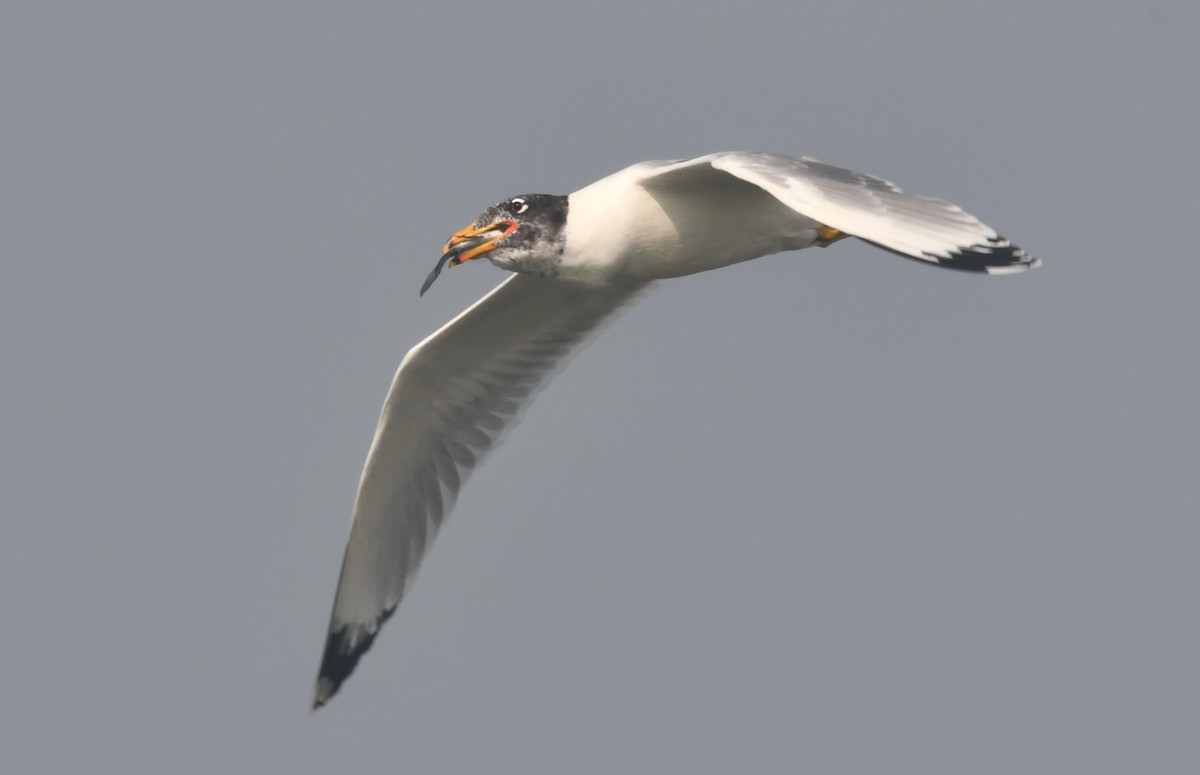 Pallas's Gull - ML614291466