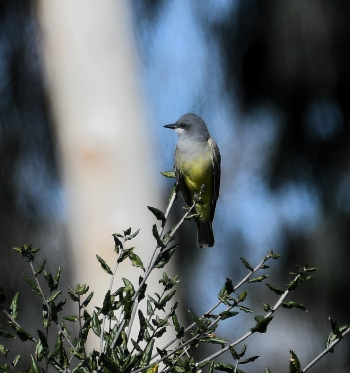 Cassin's Kingbird - ML614291497