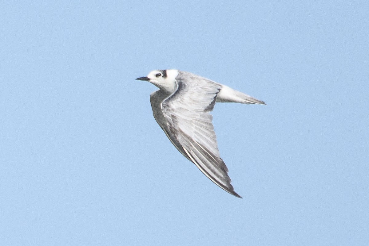 White-winged Tern - ML614291502