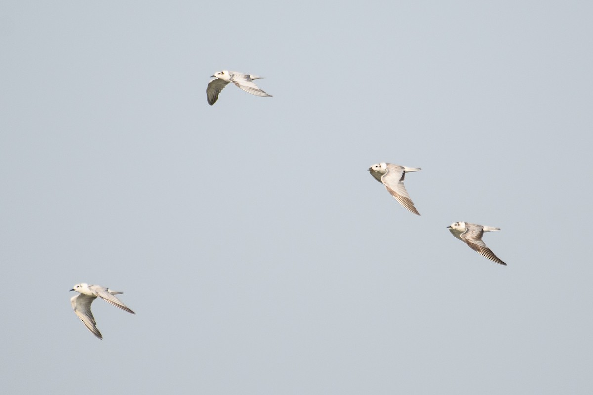 White-winged Tern - ML614291503